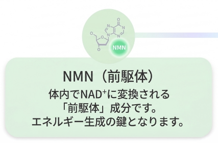 NMN（前駆体）