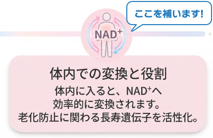 体内での変換と役割